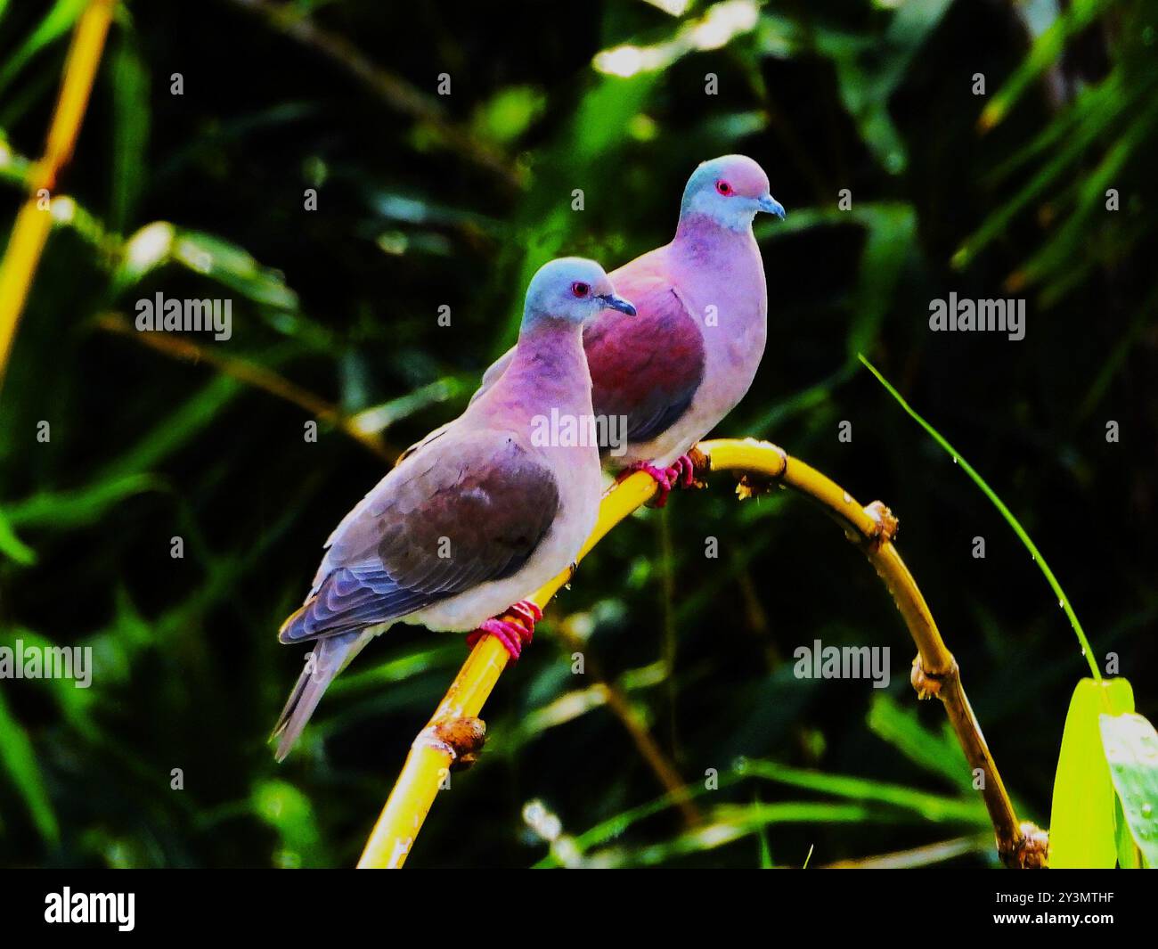 Vögel Stockfoto