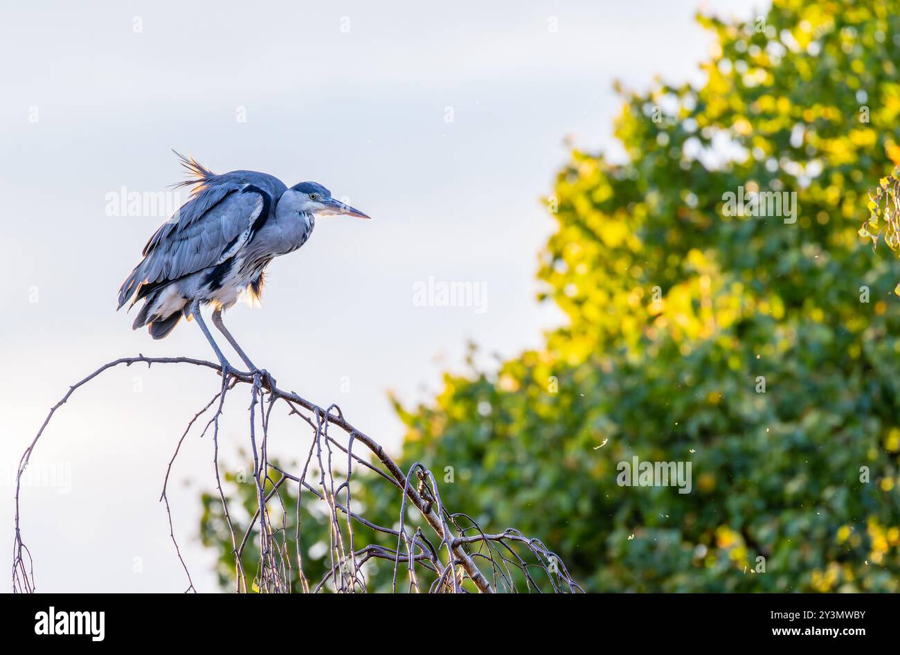 Der Graureiher Ardea cinerea landet auf einem Ast. Der Vogel wird von der Abendsonne hinterleuchtet und ist isoliert vor blauem Himmel. Dublin, Irland Stockfoto