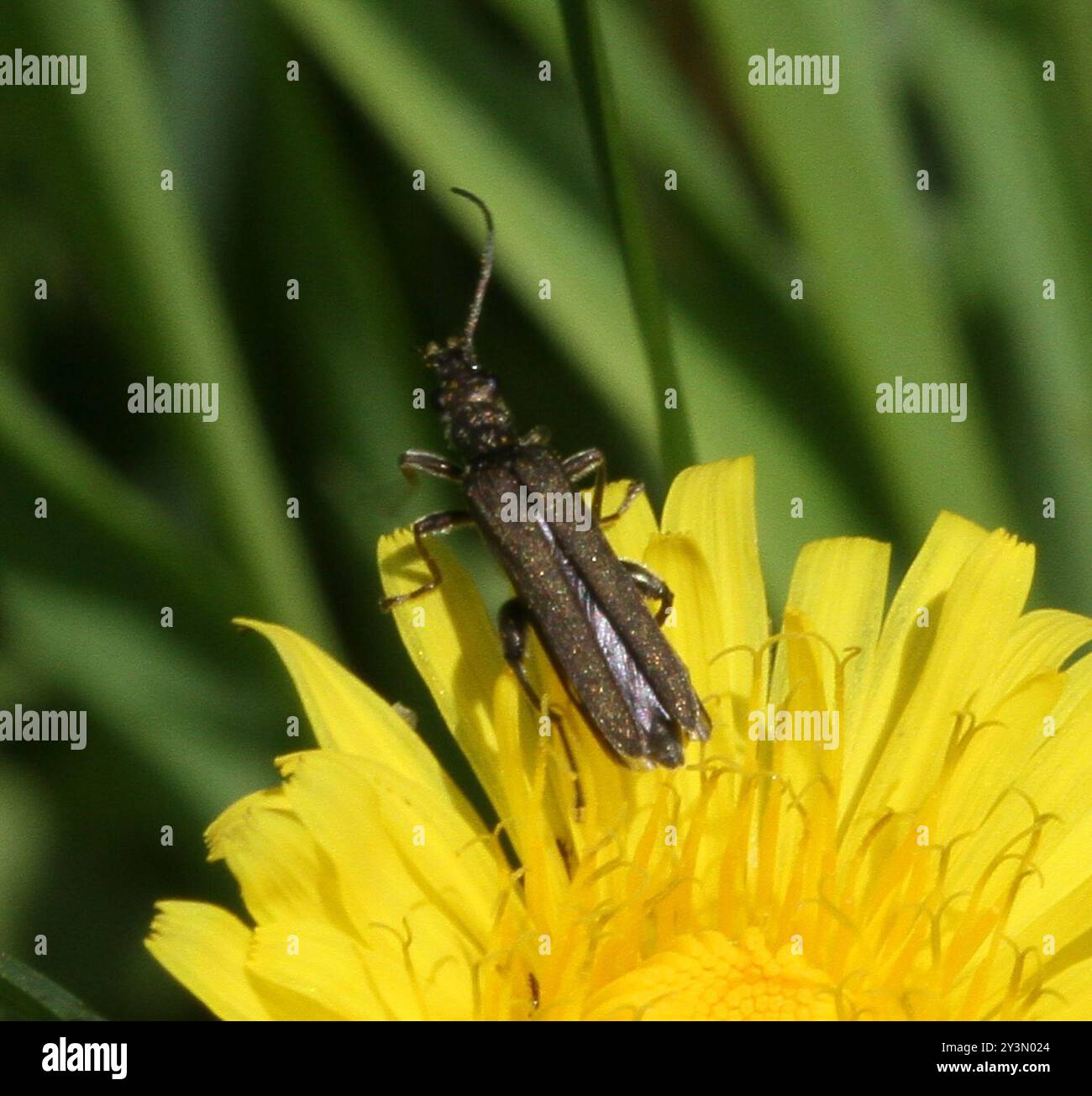 (Oedemera lurida) Insecta Stockfoto