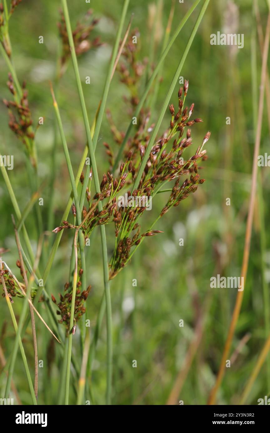 Hard Rush (Juncus inflexus) Plantae Stockfoto