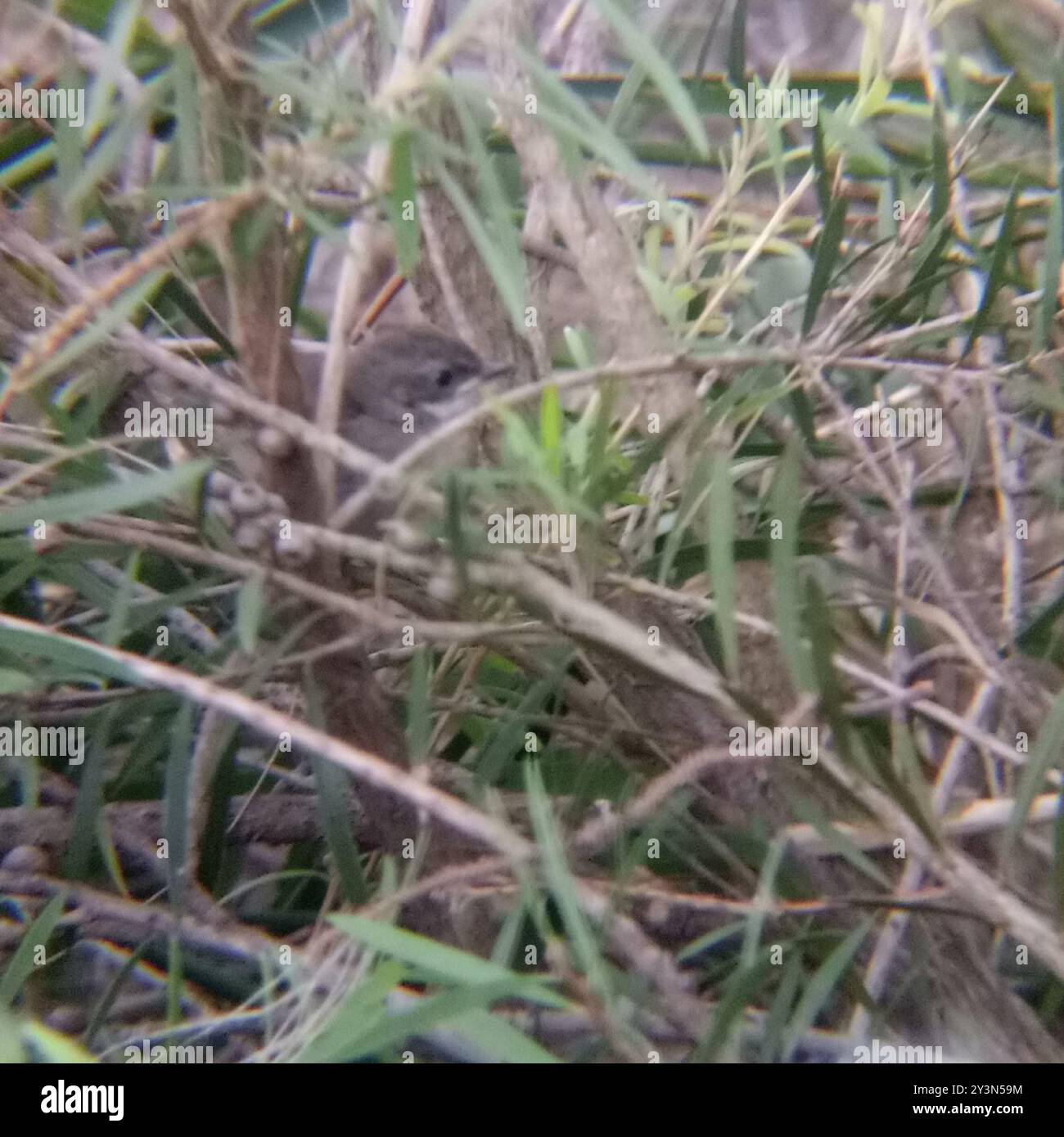 Weißbrauen-Scrubwren (Sericornis frontalis) Aves Stockfoto