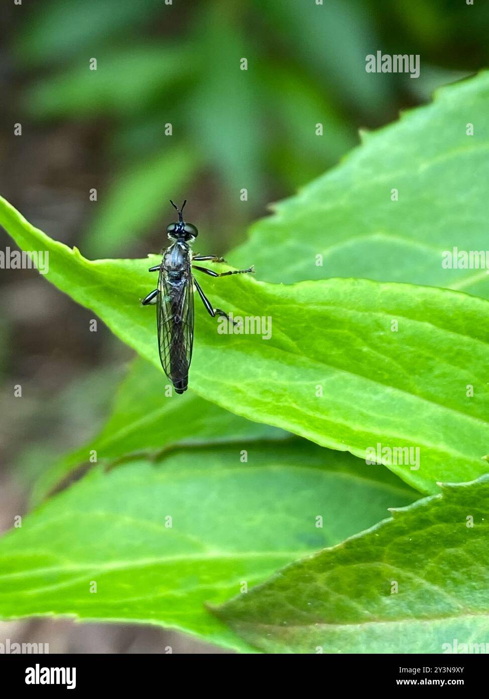 Streifenbeinige Räuberfliege (Dioctria hyalipennis) Insecta Stockfoto