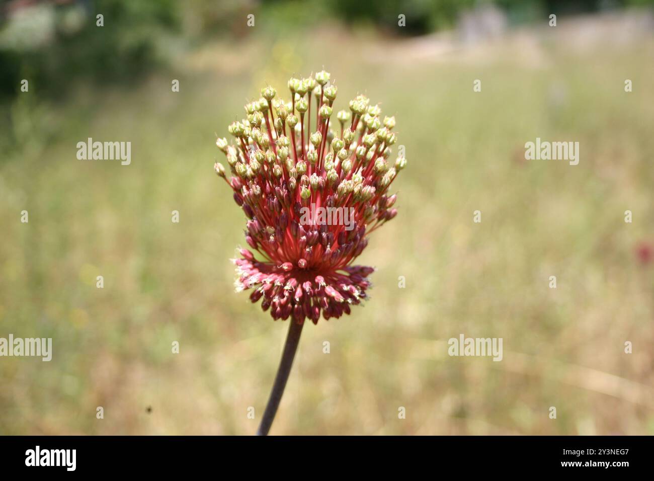 Amethyst Knoblauch (Allium amethystinum) Plantae Stockfoto