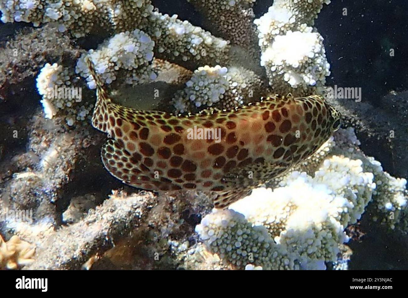 Wabengericht (Epinephelus merra) Actinopterygii Stockfoto