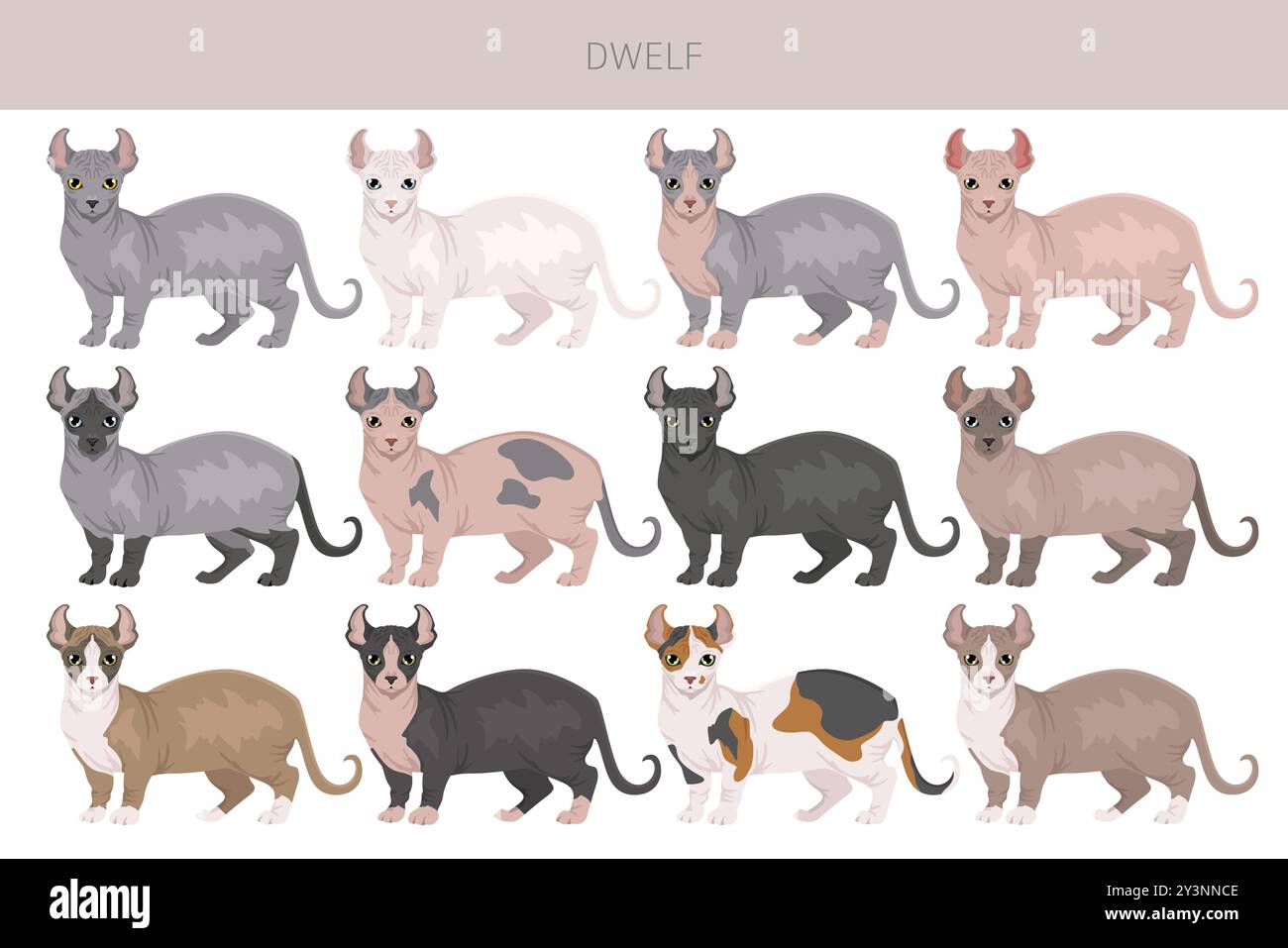 Dwelf Cat Clipart. Alle Lackfarben festgelegt. Infografik zu den Merkmalen aller Katzenrassen. Vektorabbildung Stock Vektor