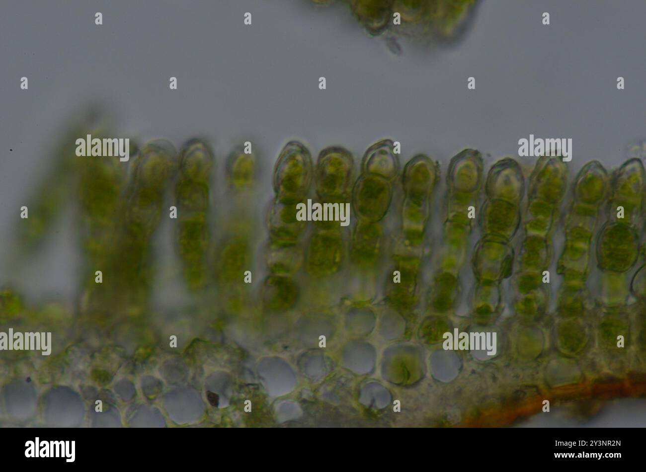 Bank Haircap Moos (Polytrichum formosum) Plantae Stockfoto