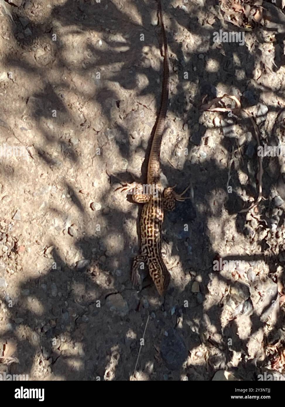 Westlicher Whiptail (Aspidoscelis tigris) Reptilia Stockfoto