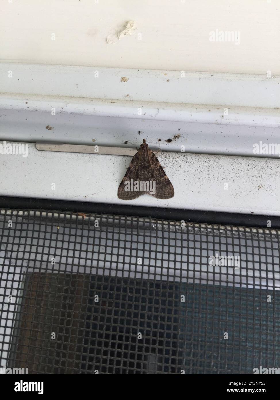 Large Tabby (Aglossa pinguinalis) Insecta Stockfoto