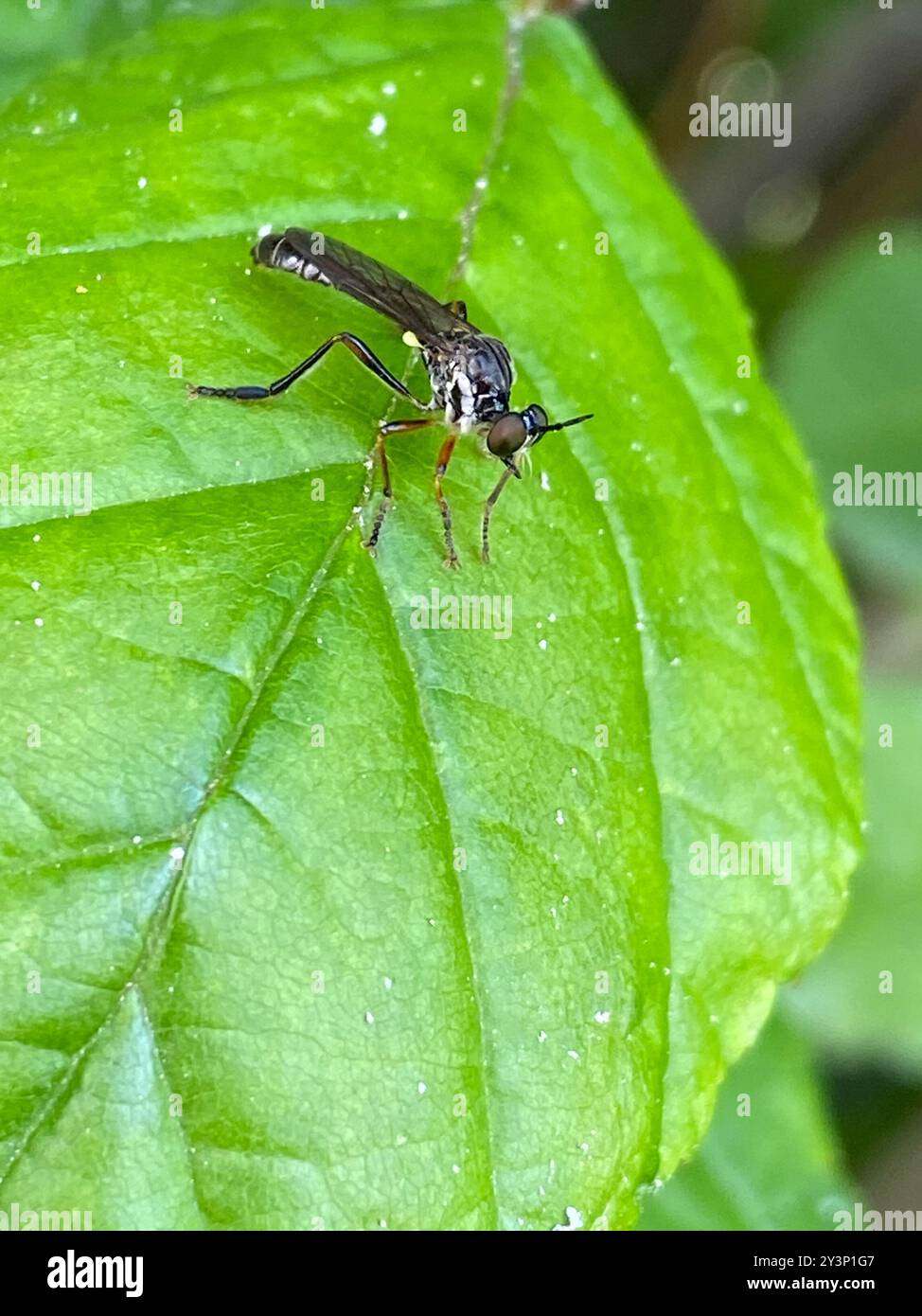 Streifenbeinige Räuberfliege (Dioctria hyalipennis) Insecta Stockfoto