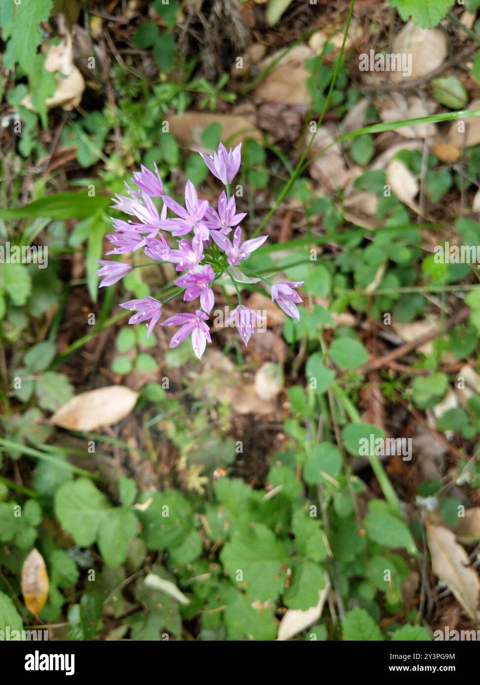 Onleaf-Zwiebeln (Allium unifolium) Plantae Stockfoto