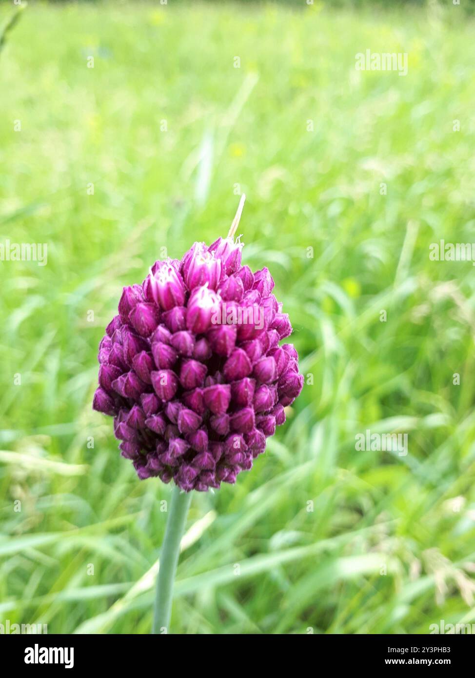 Violetter Knoblauch (Allium rotundum) Plantae Stockfoto