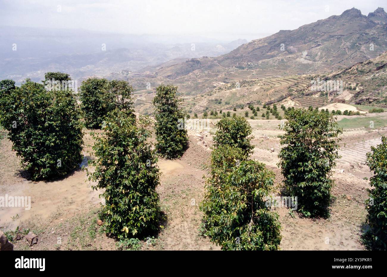 Coffee Plantation in der Nähe von Haraaz, Jemen, wo der weltbeste Kaffee angebaut und getrocknet wird Stockfoto
