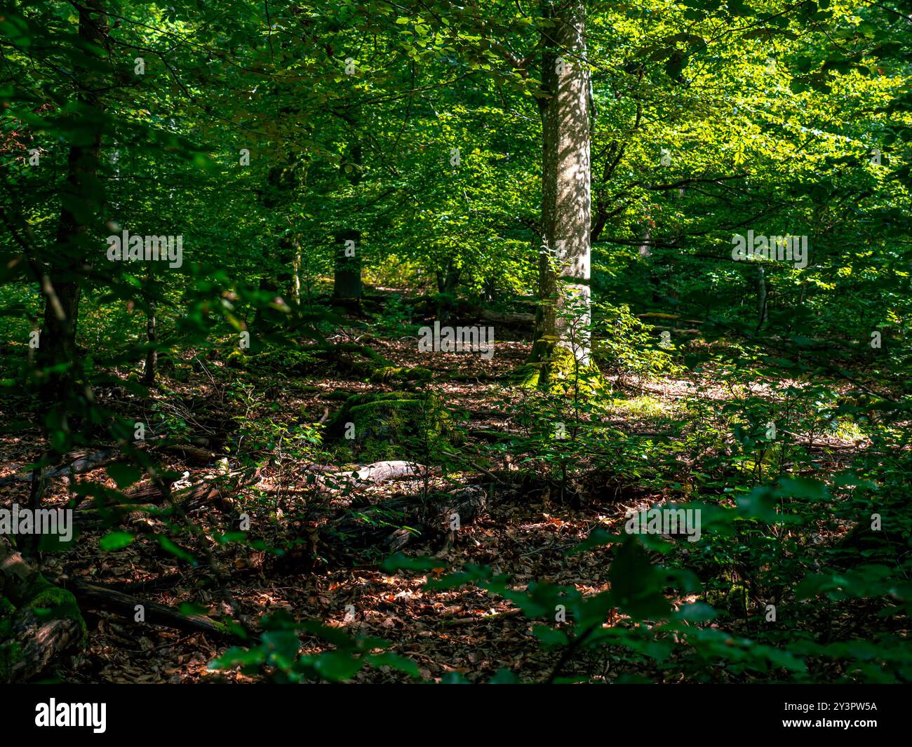 Das Innere eines Waldes mit viel Grün und Moos auf den Ästen und Bäumen Stockfoto