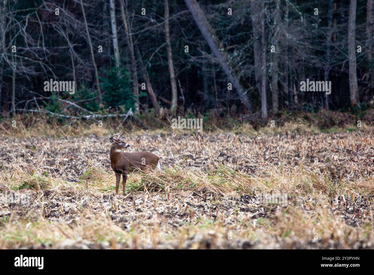 Weißschwanz-Hirschbock (Odocoileus virginianus) während der Rut in Wisconsin, horizontal Stockfoto