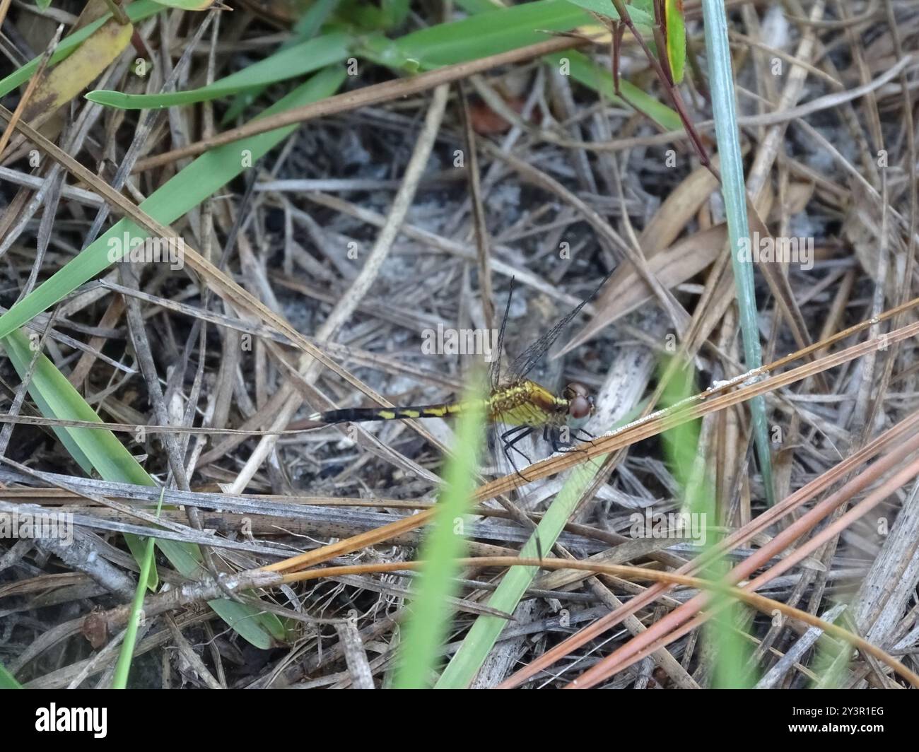 Little Blue Dragonlet (Erythrodiplax minuscula) Insecta Stockfoto