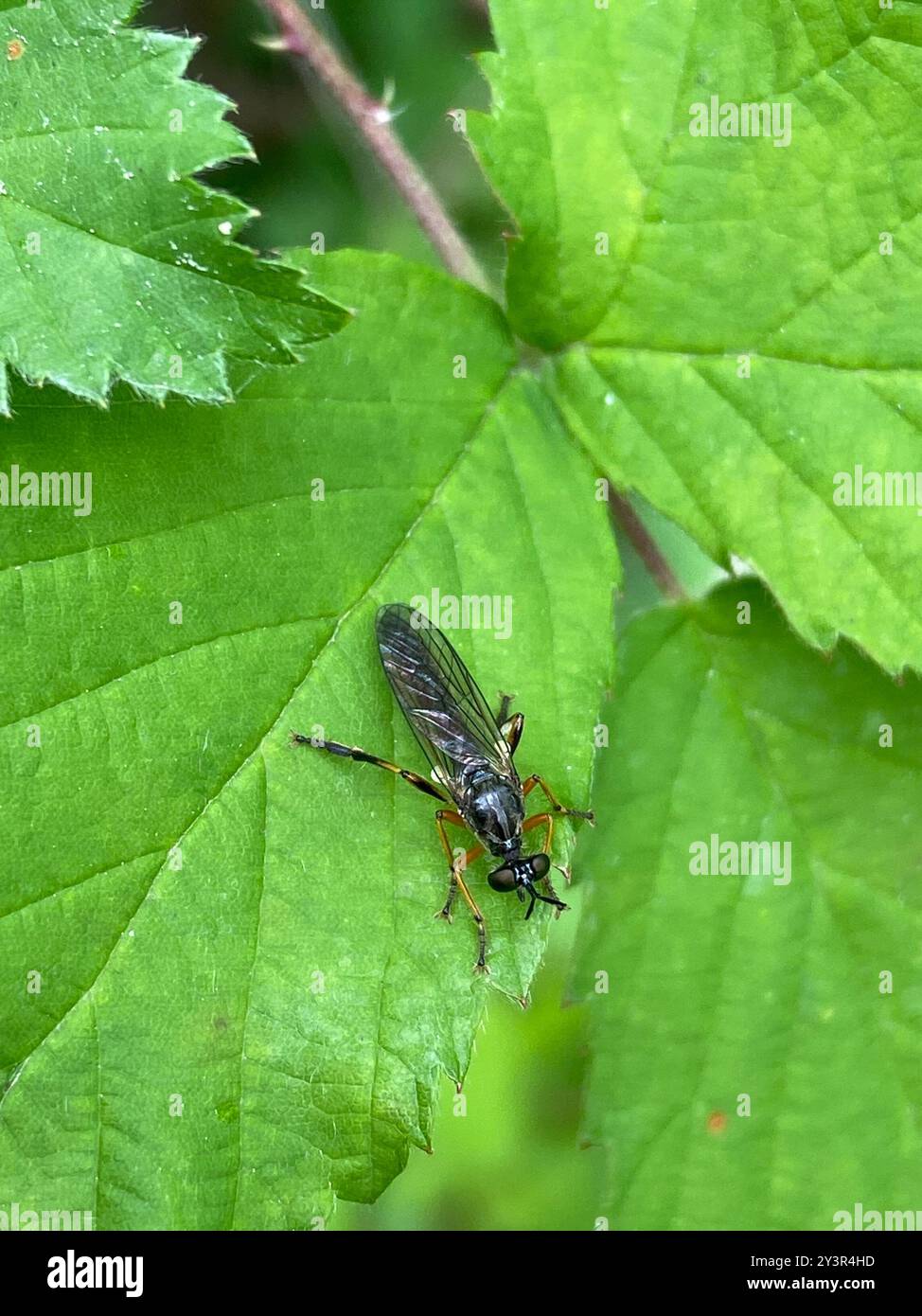 Streifenbeinige Räuberfliege (Dioctria hyalipennis) Insecta Stockfoto