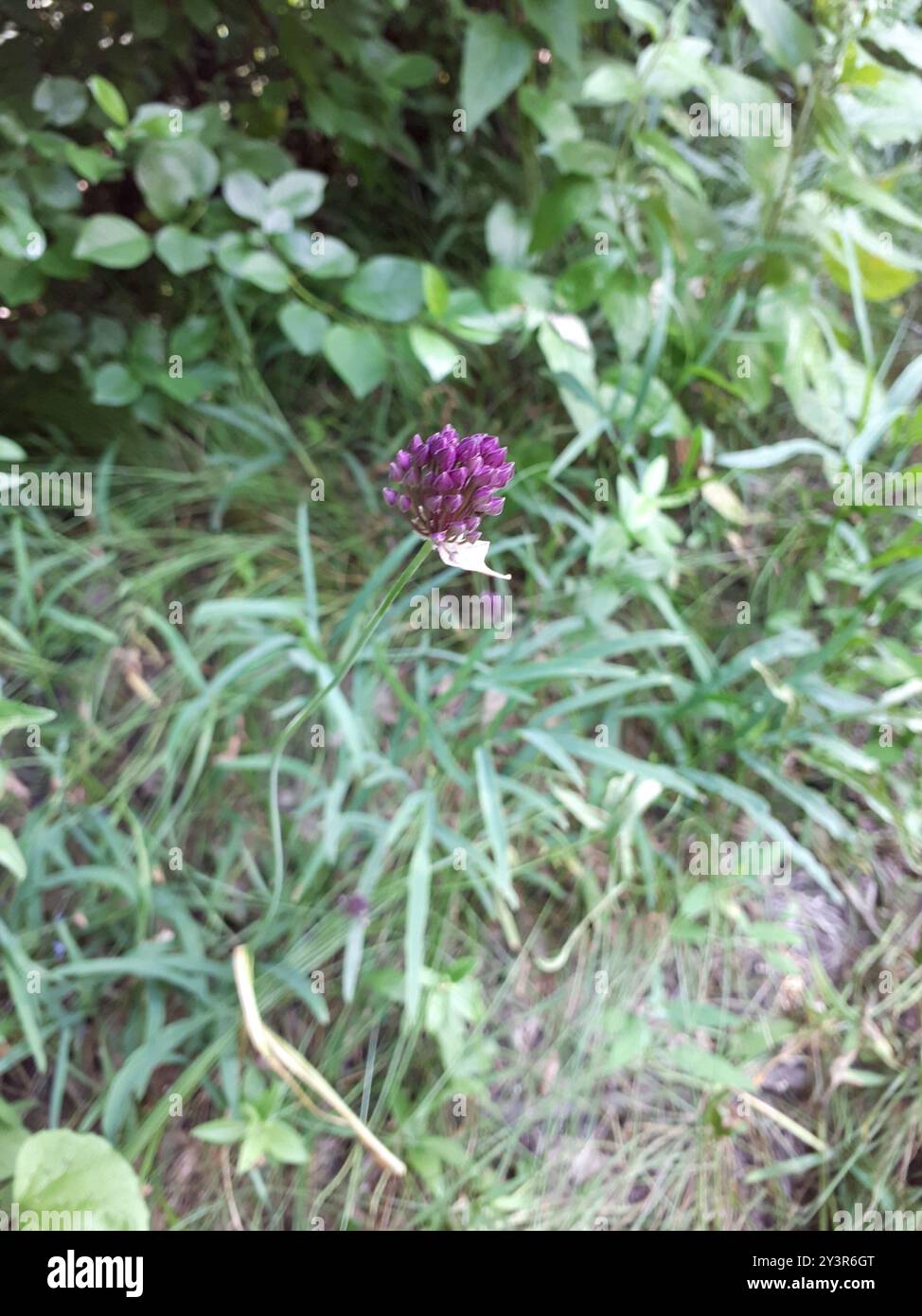 Violetter Knoblauch (Allium rotundum) Plantae Stockfoto