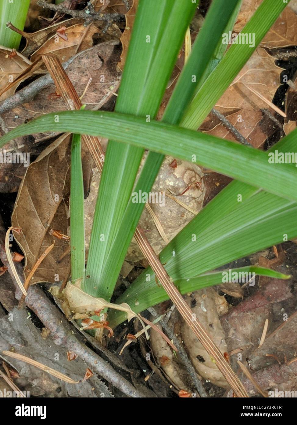 Bartlose Iris (Limniris) Plantae Stockfoto