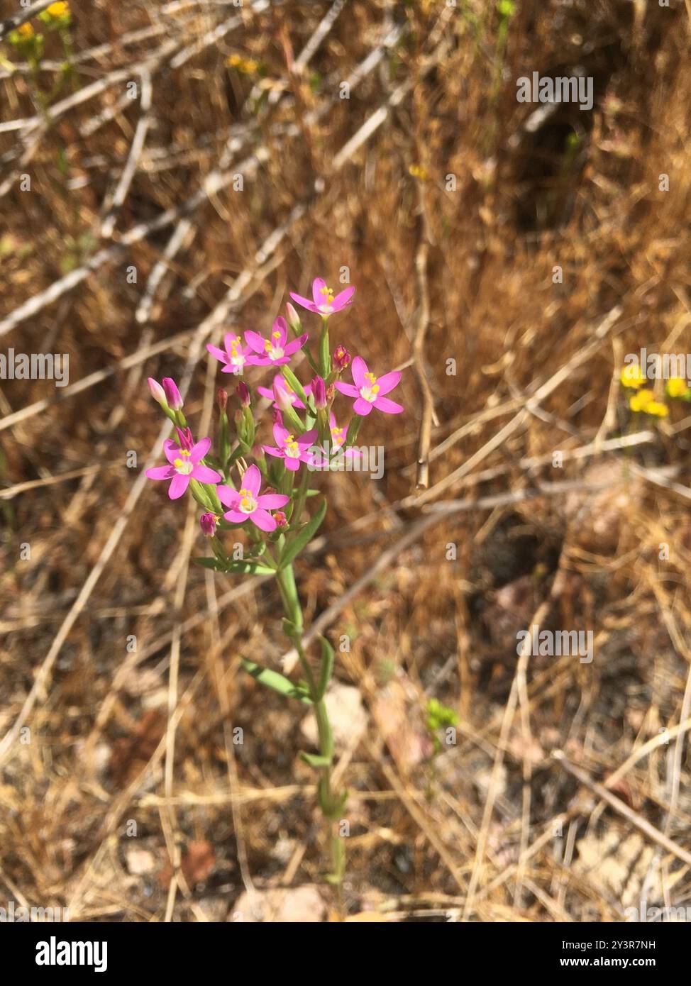 Schlanke Zentaury (Centaurium tenuiflorum) Plantae Stockfoto