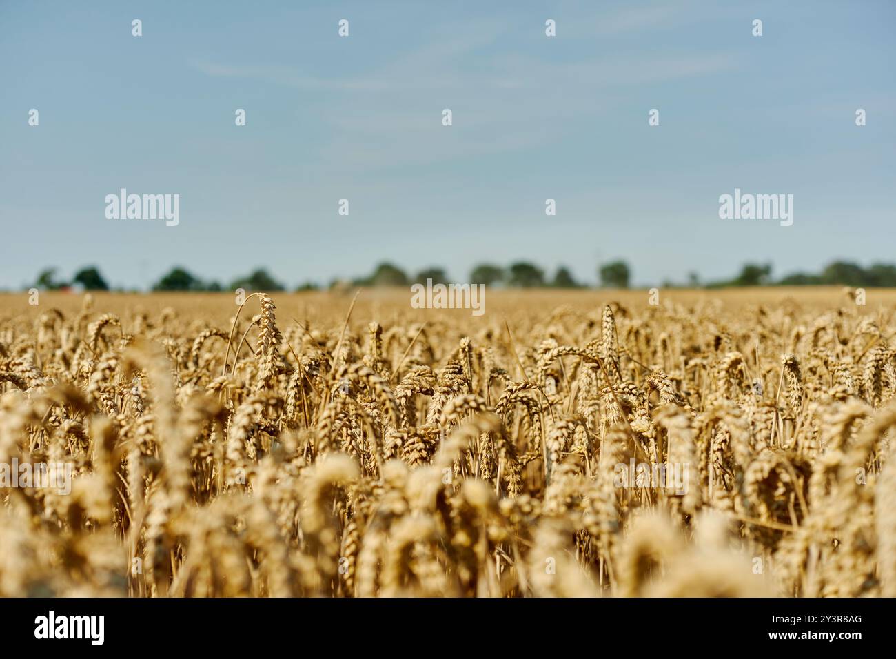 Ein Weizenfeld für die Ernte in der glühenden Sonne bei Daskow, Deutschland 2024. Stockfoto