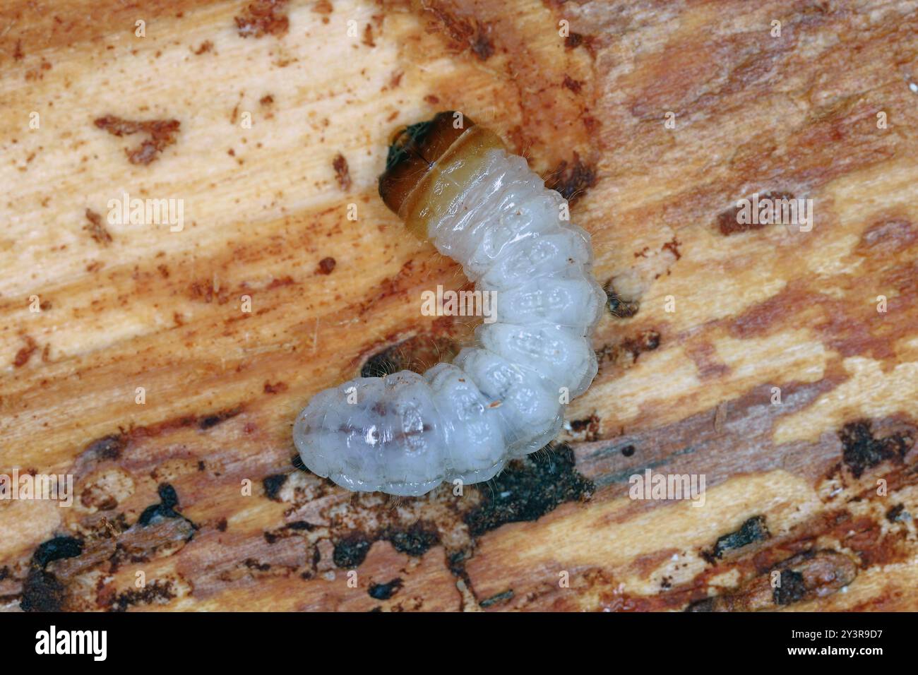 Die Larve eines Käfers der Familie Cerambycidae, Longhorn Beetle, unter der Rinde eines Baumes. Stockfoto