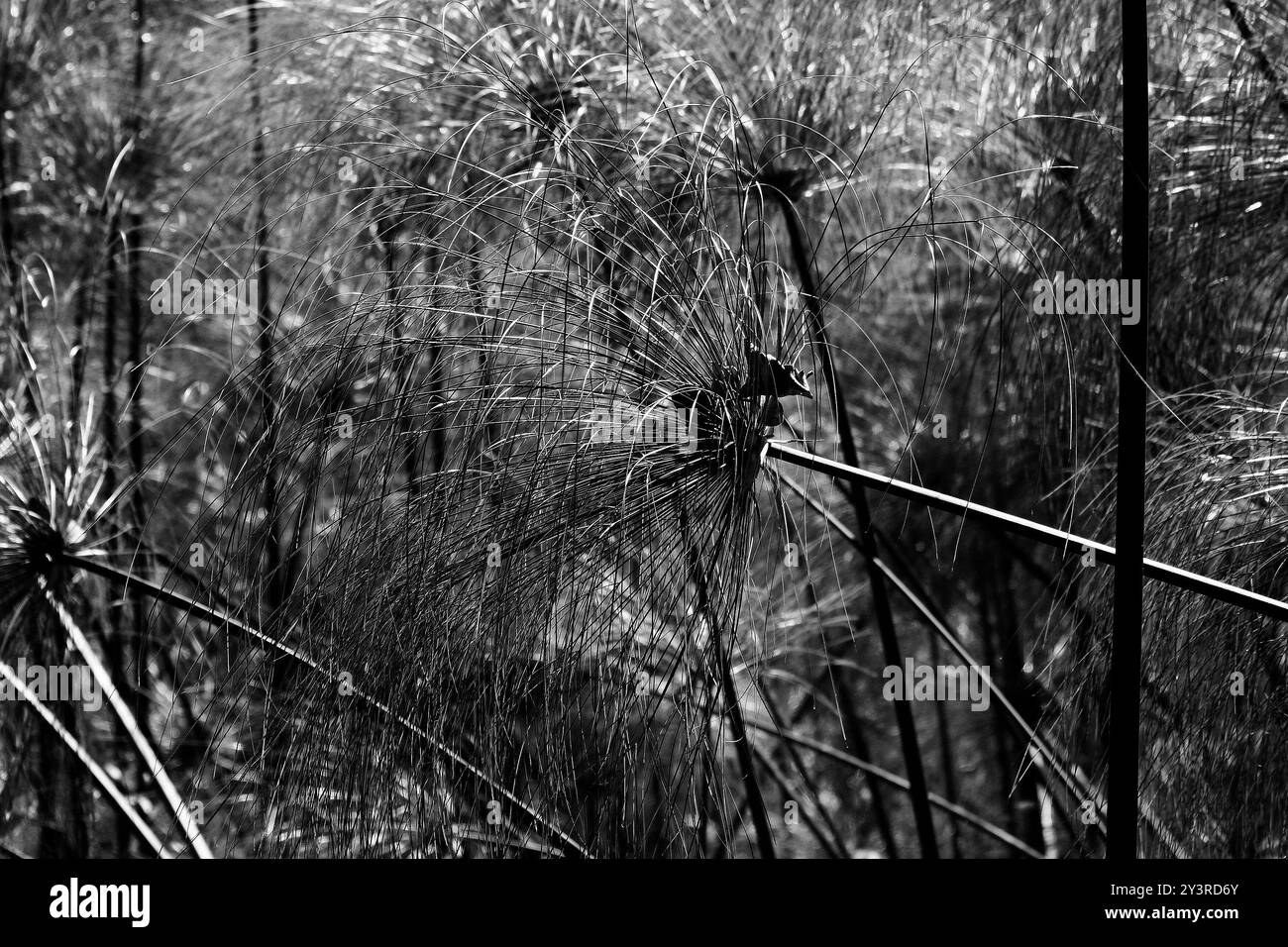 Wilde Papyrus an einem Flussufer in Namibia. Stockfoto