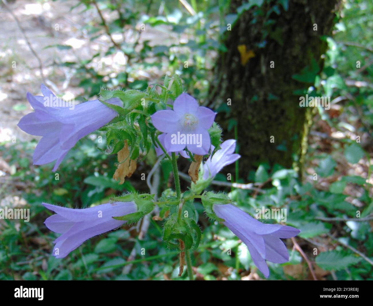 Sibirische Bellflower (Campanula sibirica) Plantae Stockfoto