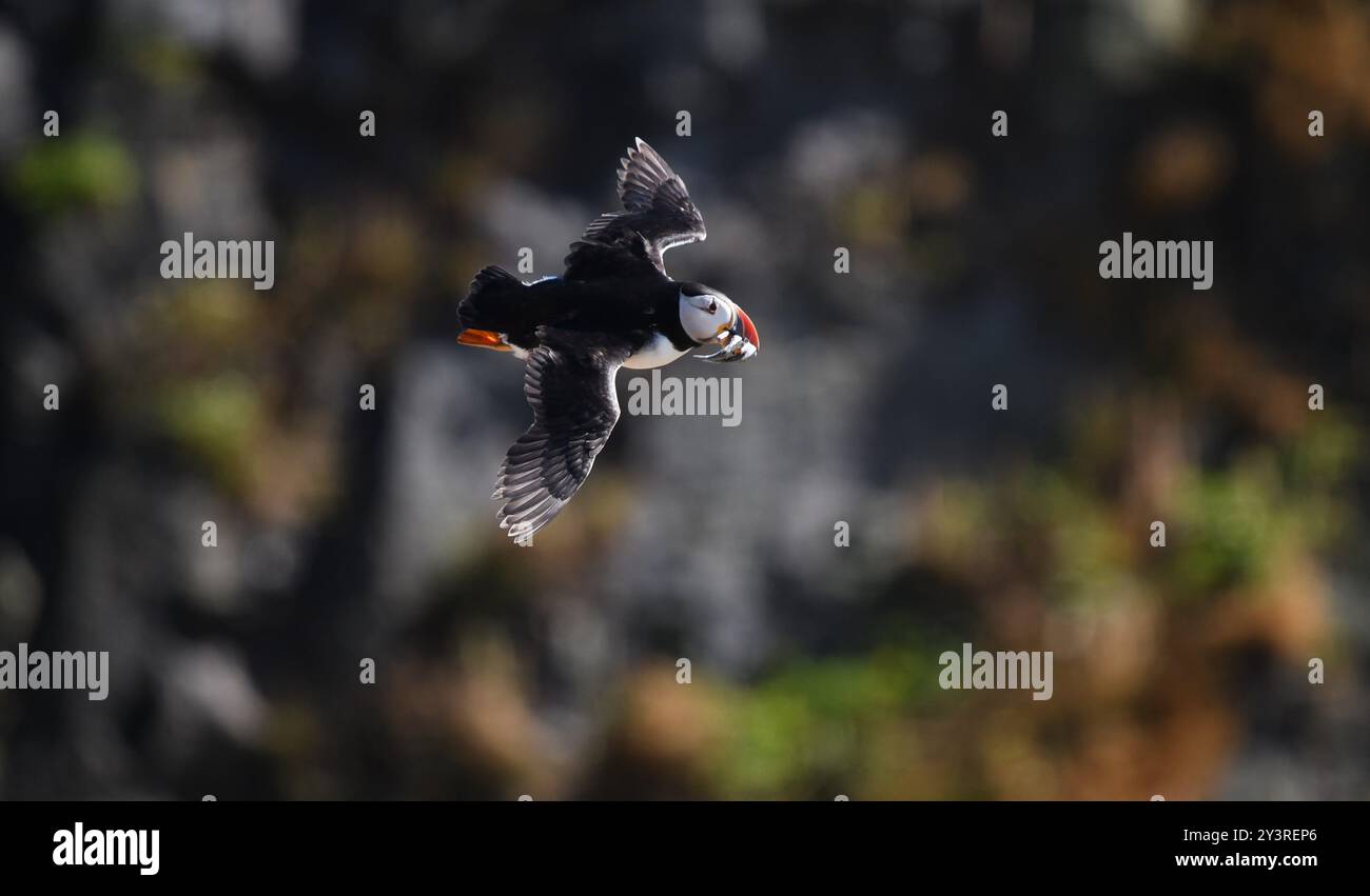 Puffin auf der Insel Skomer. Wales. Stockfoto