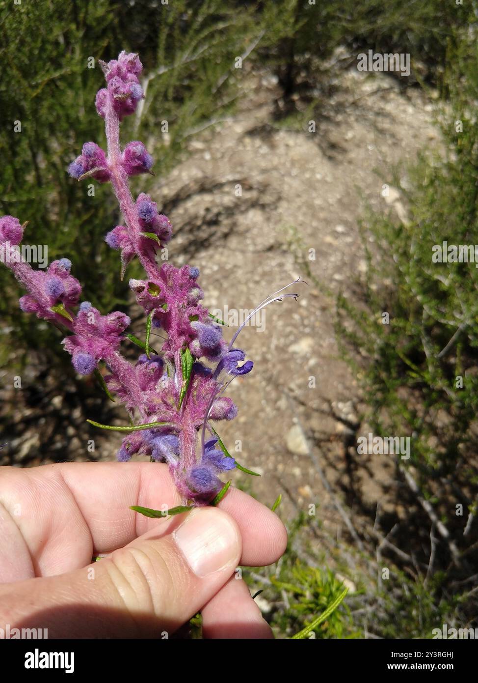 Wollbluecurls (Trichostema lanatum) Plantae Stockfoto