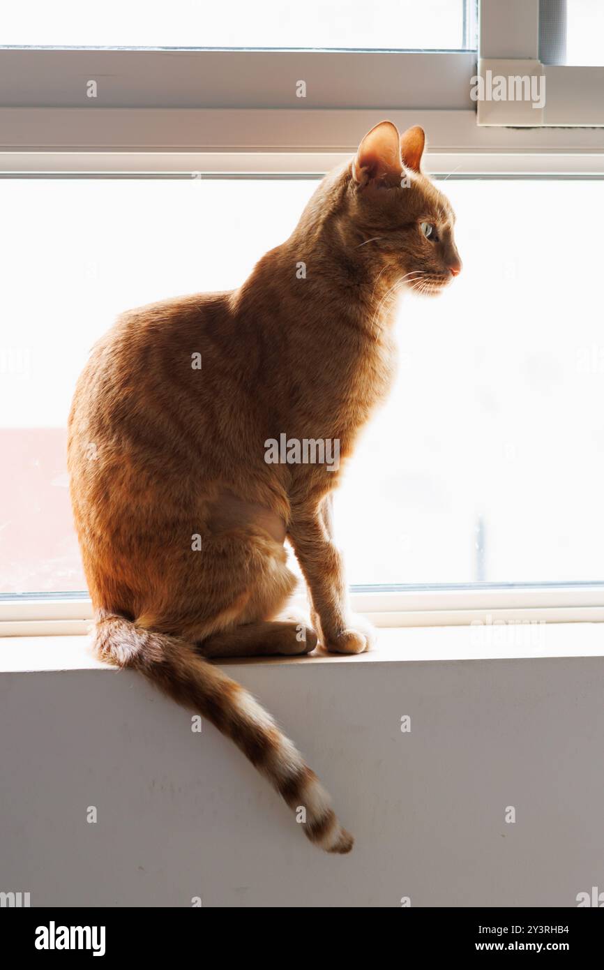 Die orangene Katze sitzt mit einem leeren Blick am Fenster Stockfoto