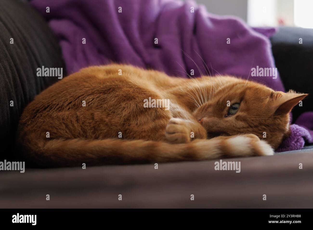 Orangene Hauskatze, die auf dem Sofa schläft und mit einem Auge in die Kamera schaut Stockfoto