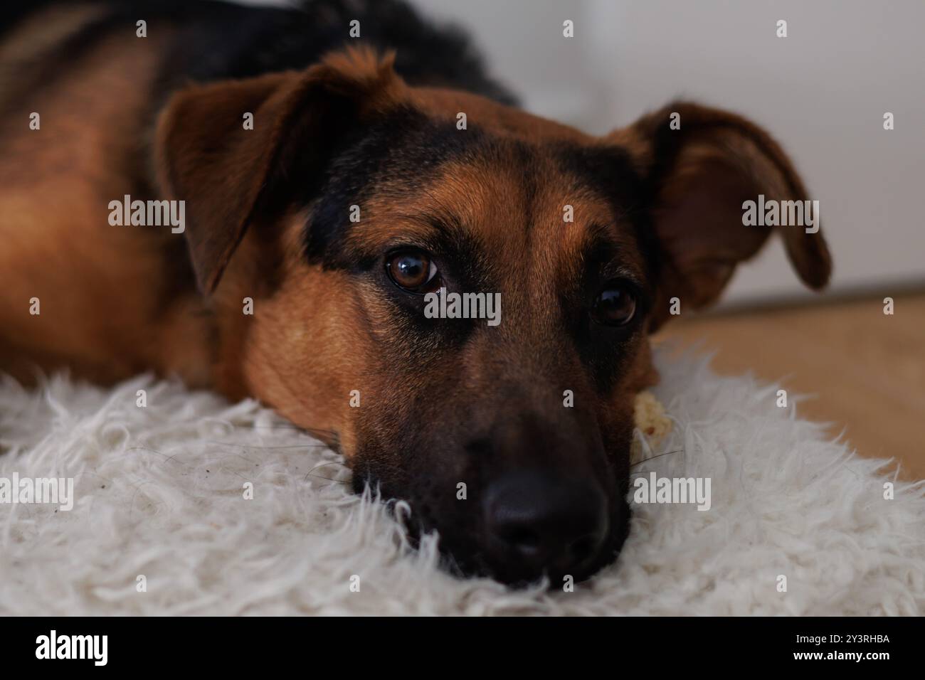 Hundekopf, der auf dem Teppich auf die Kamera blickt Stockfoto