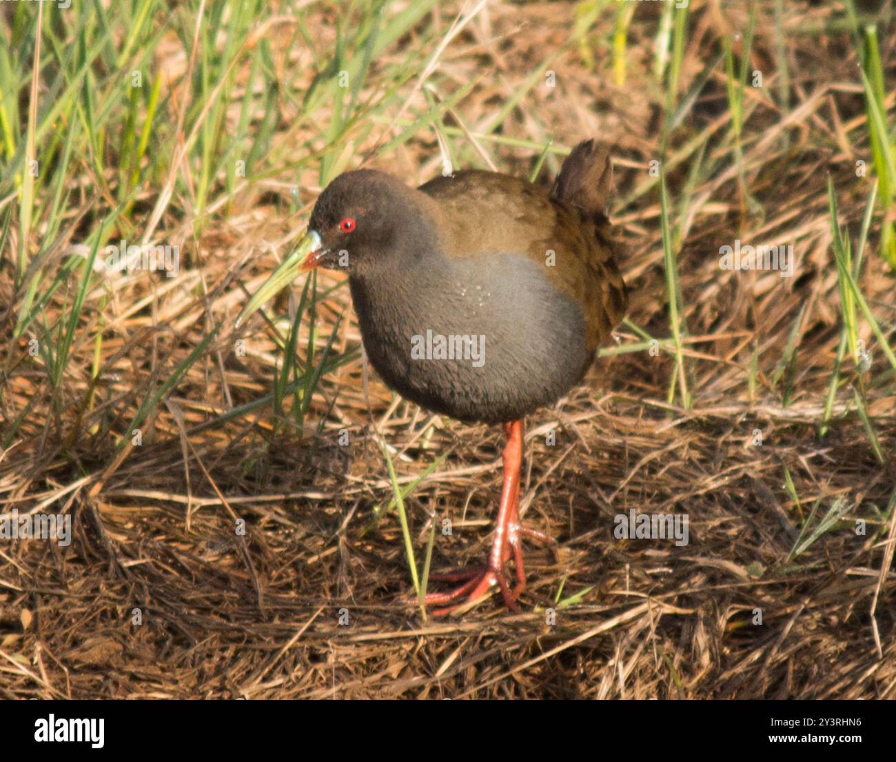 Plumbeous Rail (Pardirallus sanguinolentus) Aves Stockfoto