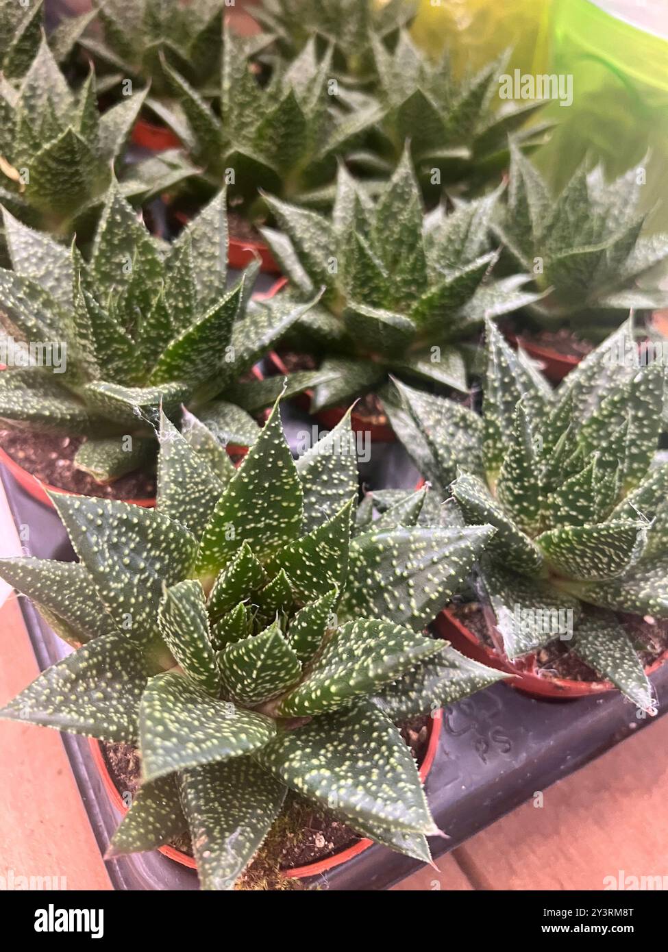 aloe vera creme gegen pickel Allzweck-Aloe-Vera-Creme zur Ultra-Hautreparatur – 70 % Aloe Vera