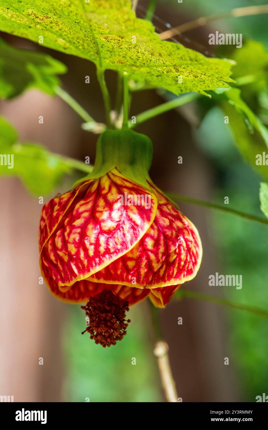 Frameworks Pictum Blume Stockfoto