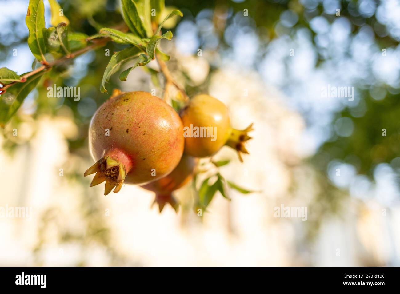 Reife rote Granatapfelfrüchte auf Baumzweig Stockfoto