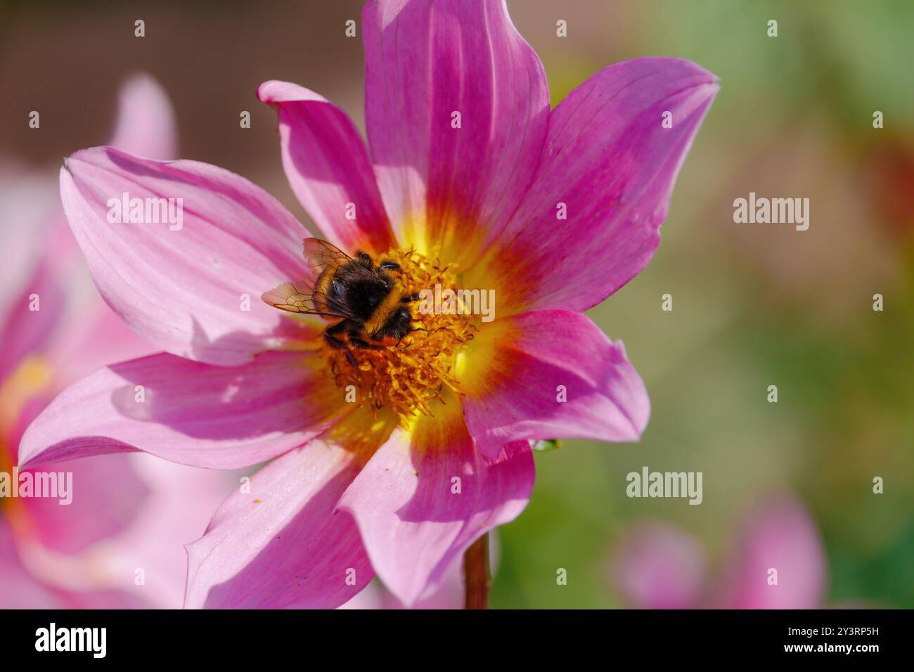 Eine Biene sitzt auf einer rosa Blume. Die Blume ist von grünen Blättern umgeben. Die Biene ist der Hauptfokus des Bildes, und die Blüte und die Blätter sorgen dafür Stockfoto