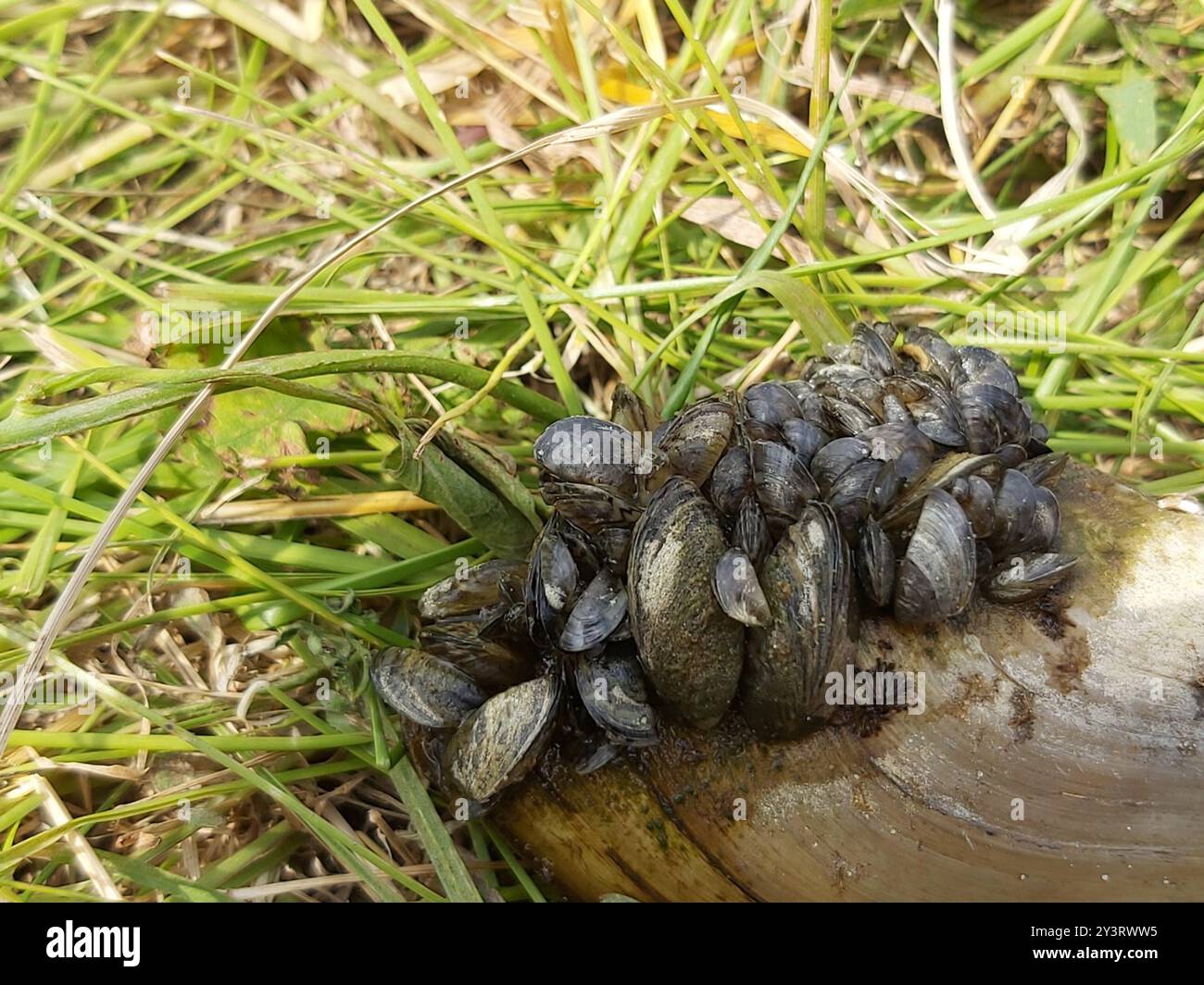 Zebramuschel (Dreissena polymorpha) Mollusca Stockfoto