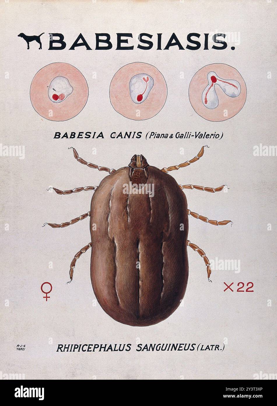 Diese farbige Zeichnung zeigt die Lebenszyklusstadien des Babesia canis-Parasiten und seines Vektors, der Zwingerhecke Rhicephalus sanguineus, und veranschaulicht deren Interaktion. Stockfoto