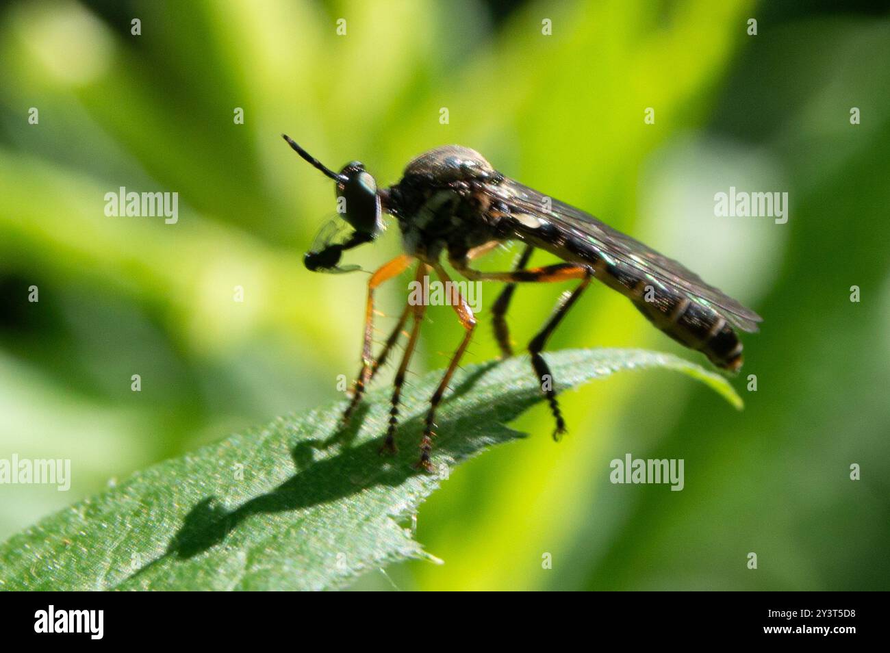 Streifenbeinige Räuberfliege (Dioctria hyalipennis) Insecta Stockfoto