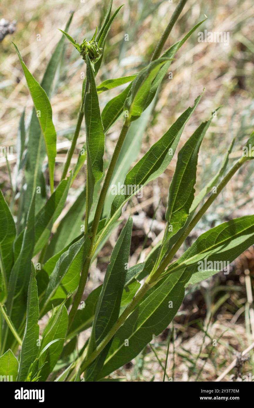 Nickende Zwergsonnenblume (Helianthella quinquenervis) Plantae Stockfoto