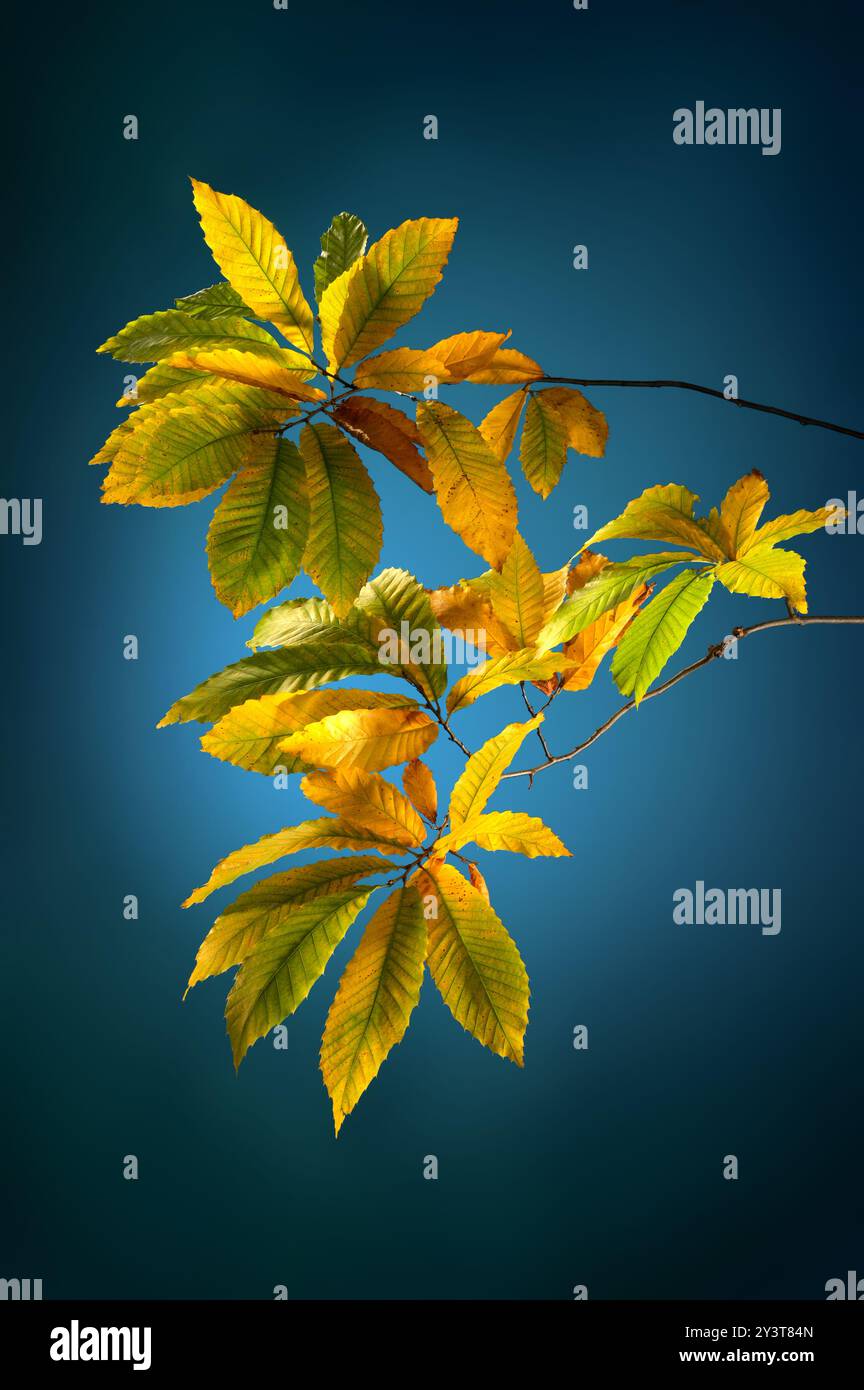 Bunte Herbstkastanienblätter, Studio-Nahaufnahme auf dunklem blaublauem Hintergrund mit schöner Vignettierung Beleuchtung Stockfoto Bunte Herbstkastanienblätter, Studio-Nahaufnahme auf dunklem blaublauem Hintergrund mit schöner Vignettierung Beleuchtung Stockfoto