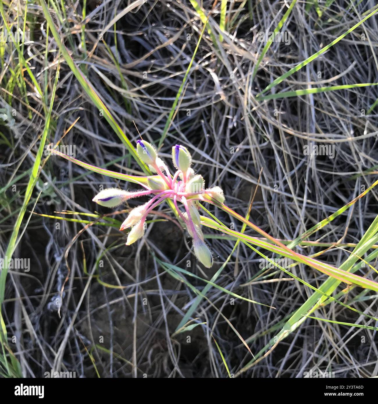 Westliches Spinnenwort (Tradescantia occidentalis) Plantae Stockfoto