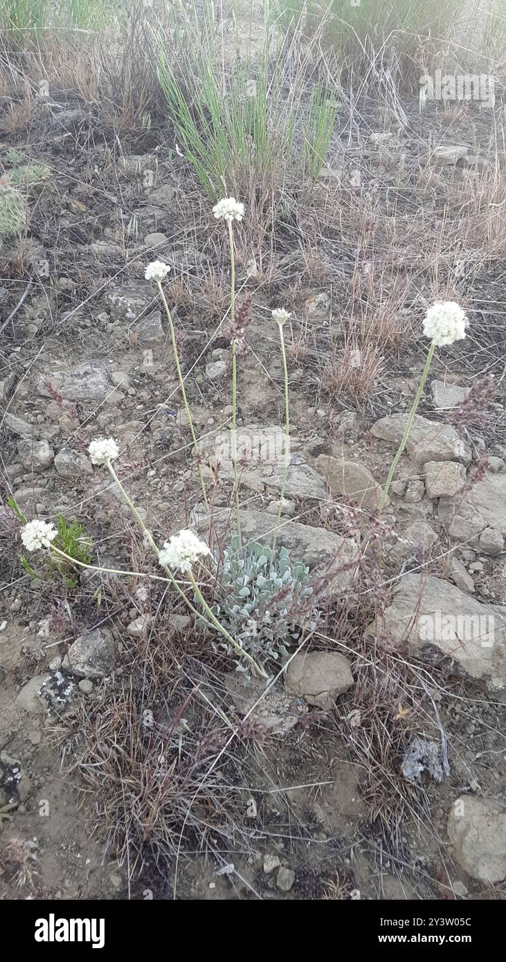 Polster Buchweizen (Eriogonum ovalifolium) Plantae Stockfoto