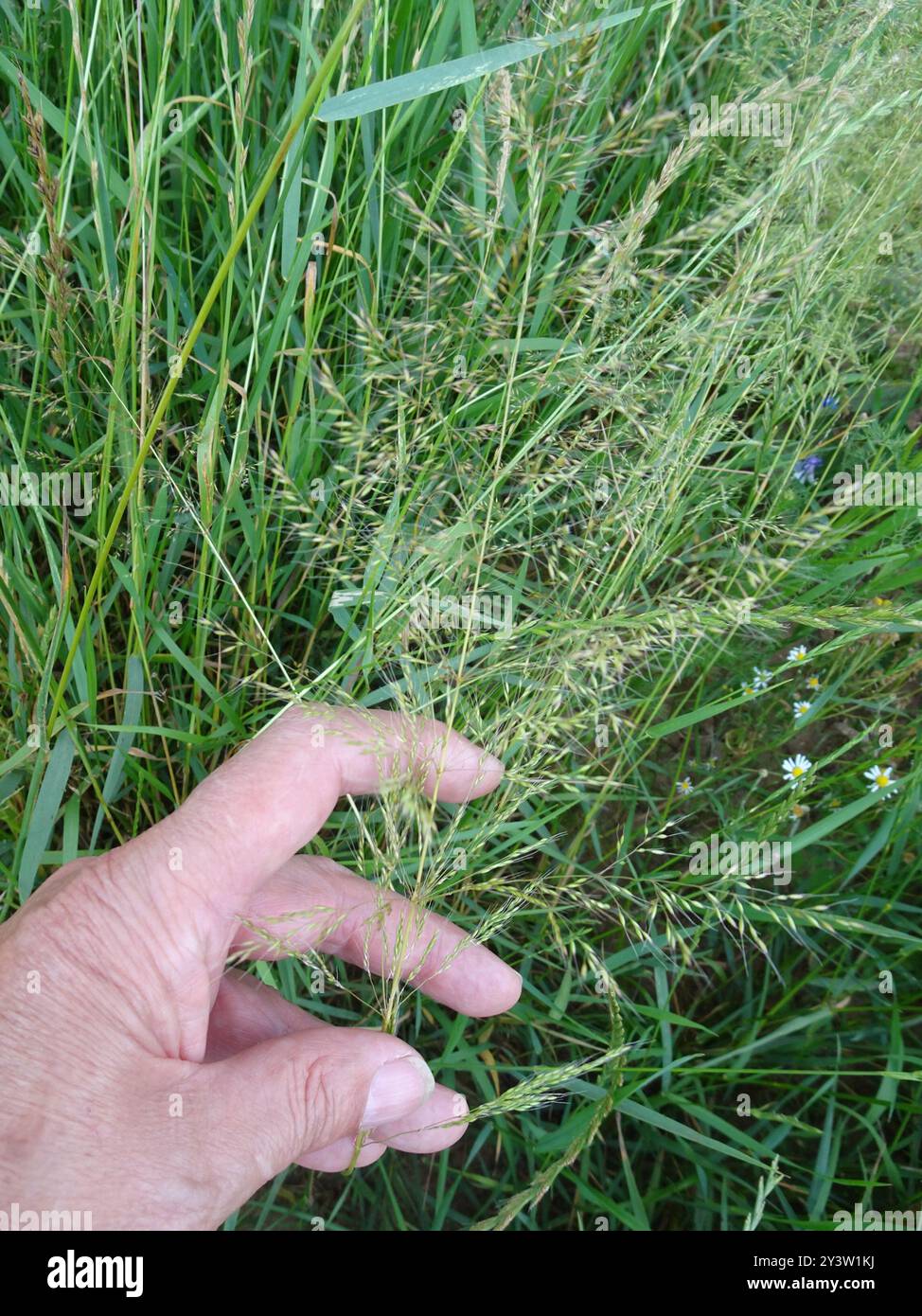 Lose, seidengebundene Plantae (Apera spica-venti) Stockfoto