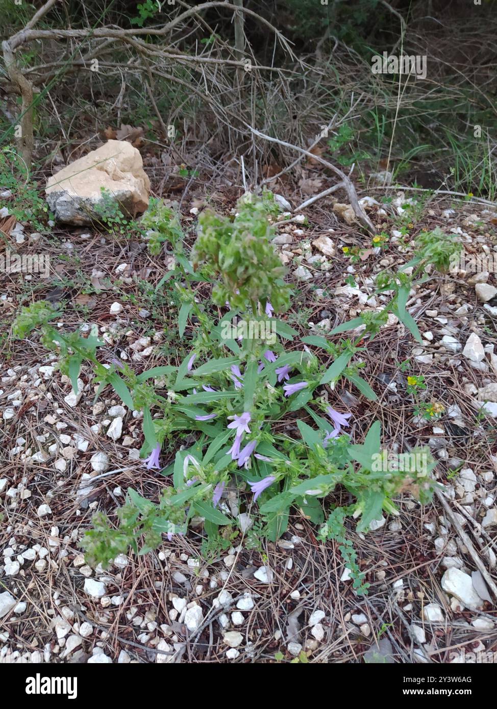 Sibirische Bellflower (Campanula sibirica) Plantae Stockfoto