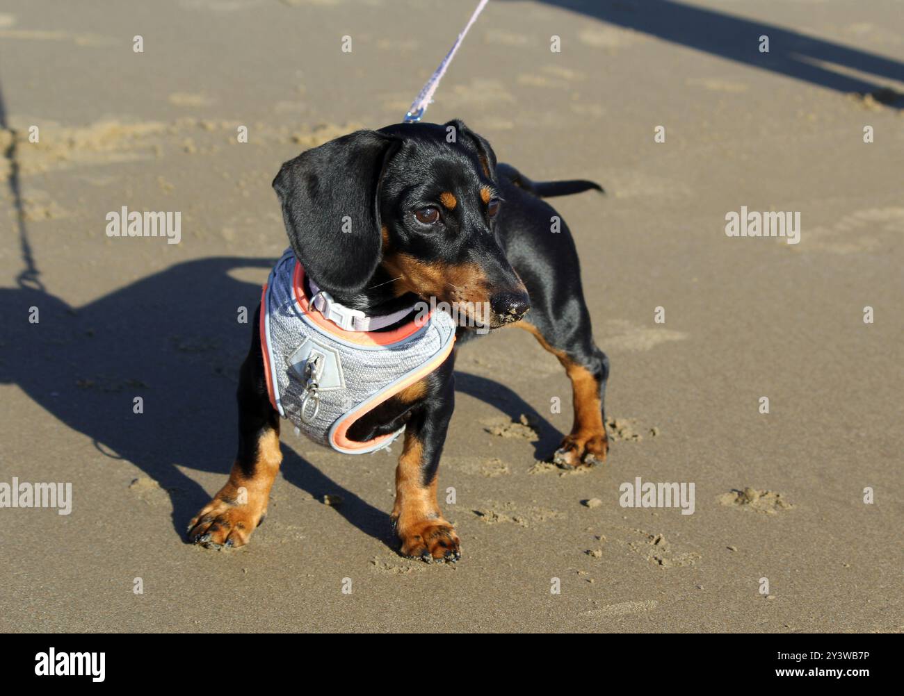 Schwarz-brauner Dackelhund in einem Gurtzeug, der an einem Sandstrand steht Stockfoto