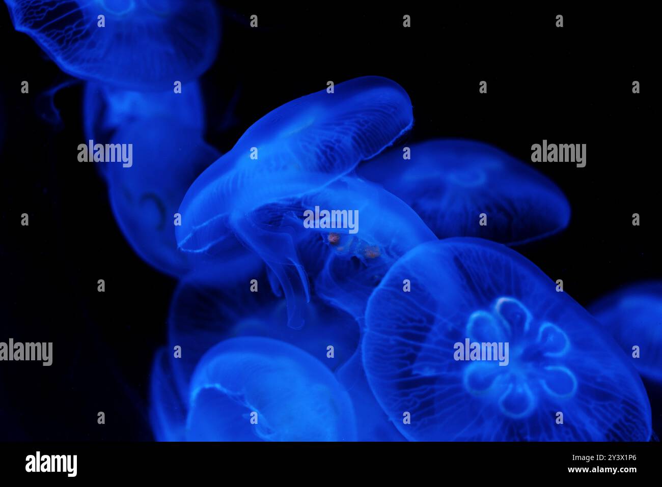 Makro die schöne Bewegung der Quallen in dunkler Umgebung. Transparente Qualle mit blauem Licht. Stockfoto