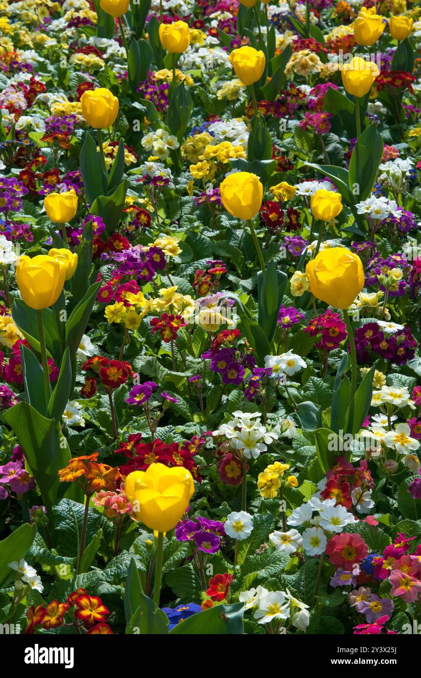 Frühlingsblumen blühen in den Fitzroy Gardens, Melbourne, Australien, September 2024 Stockfoto
