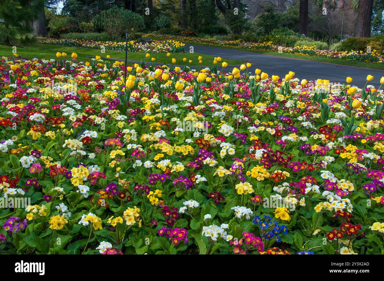 Frühlingsblumen blühen in den Fitzroy Gardens, Melbourne, Australien, September 2024 Stockfoto